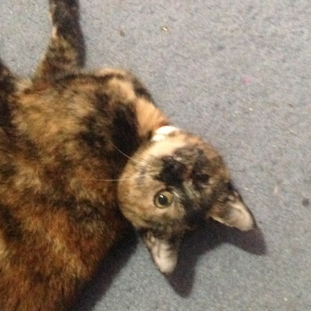 Meet your Posher, Faith